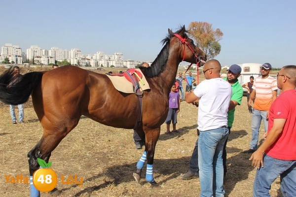 horse race 0602 (72).JPG